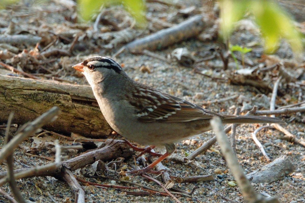 White-crowned Sparrow (leucophrys) - ML619356891