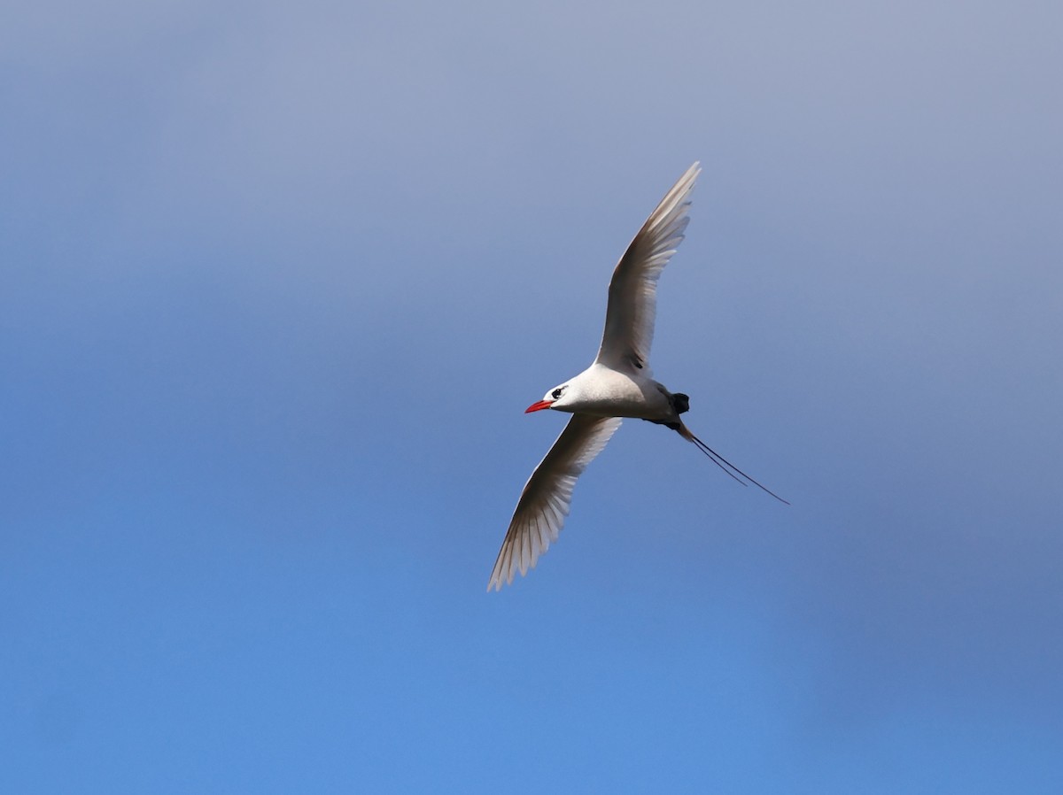 Red-tailed Tropicbird - ML619356903