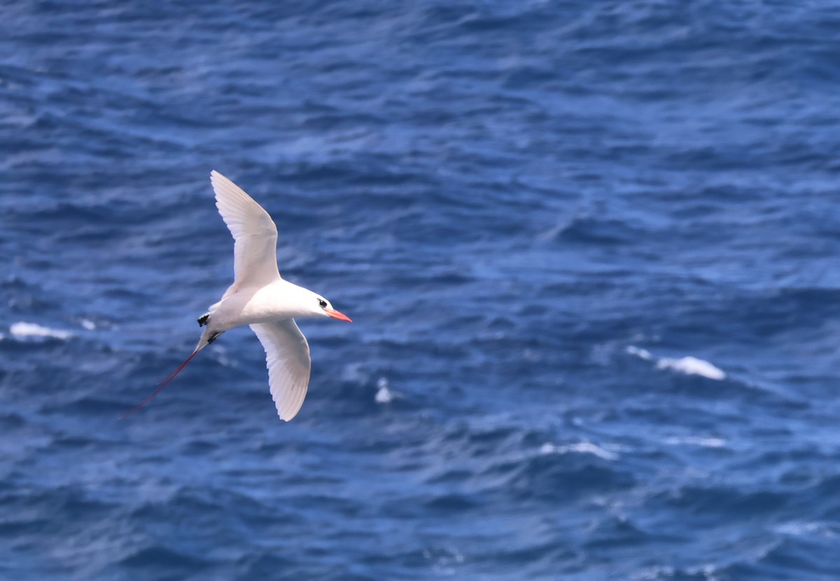 Red-tailed Tropicbird - ML619356904