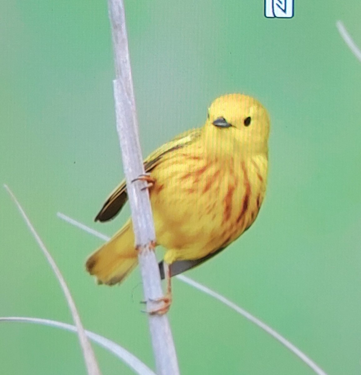 Yellow Warbler - ML619356914