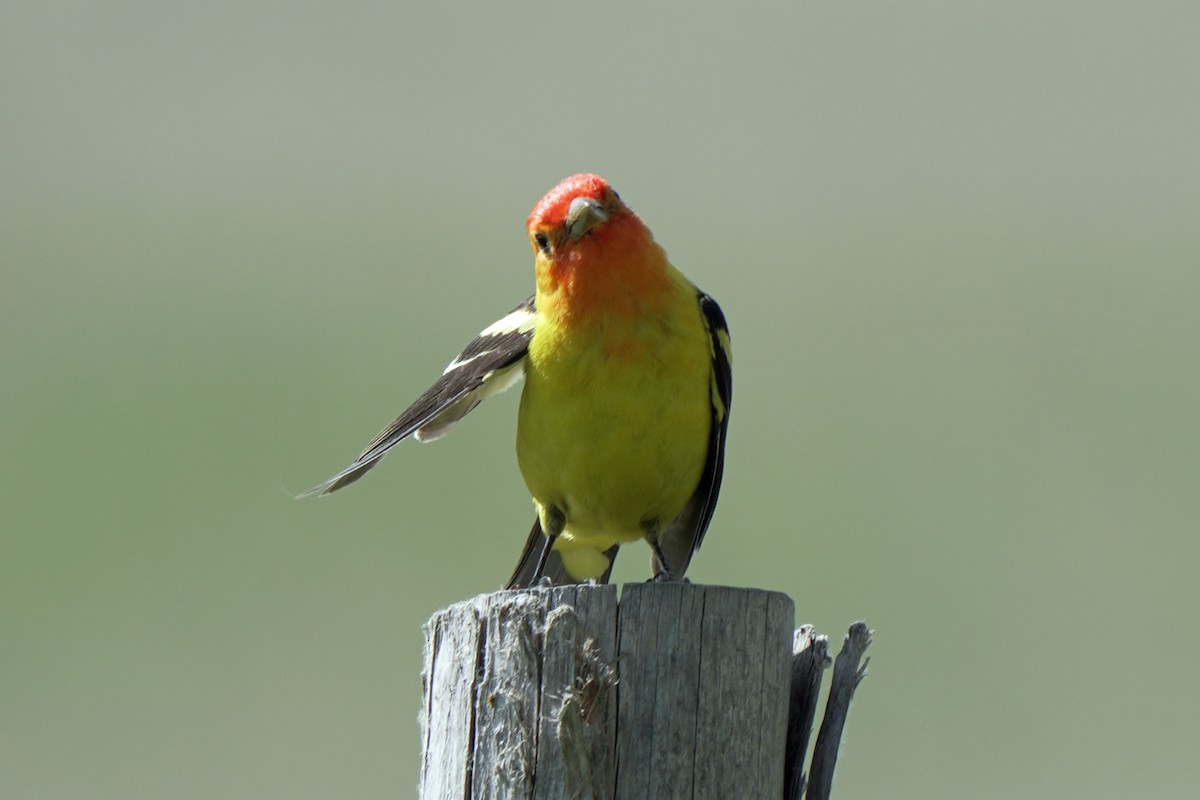 Western Tanager - ML619356928