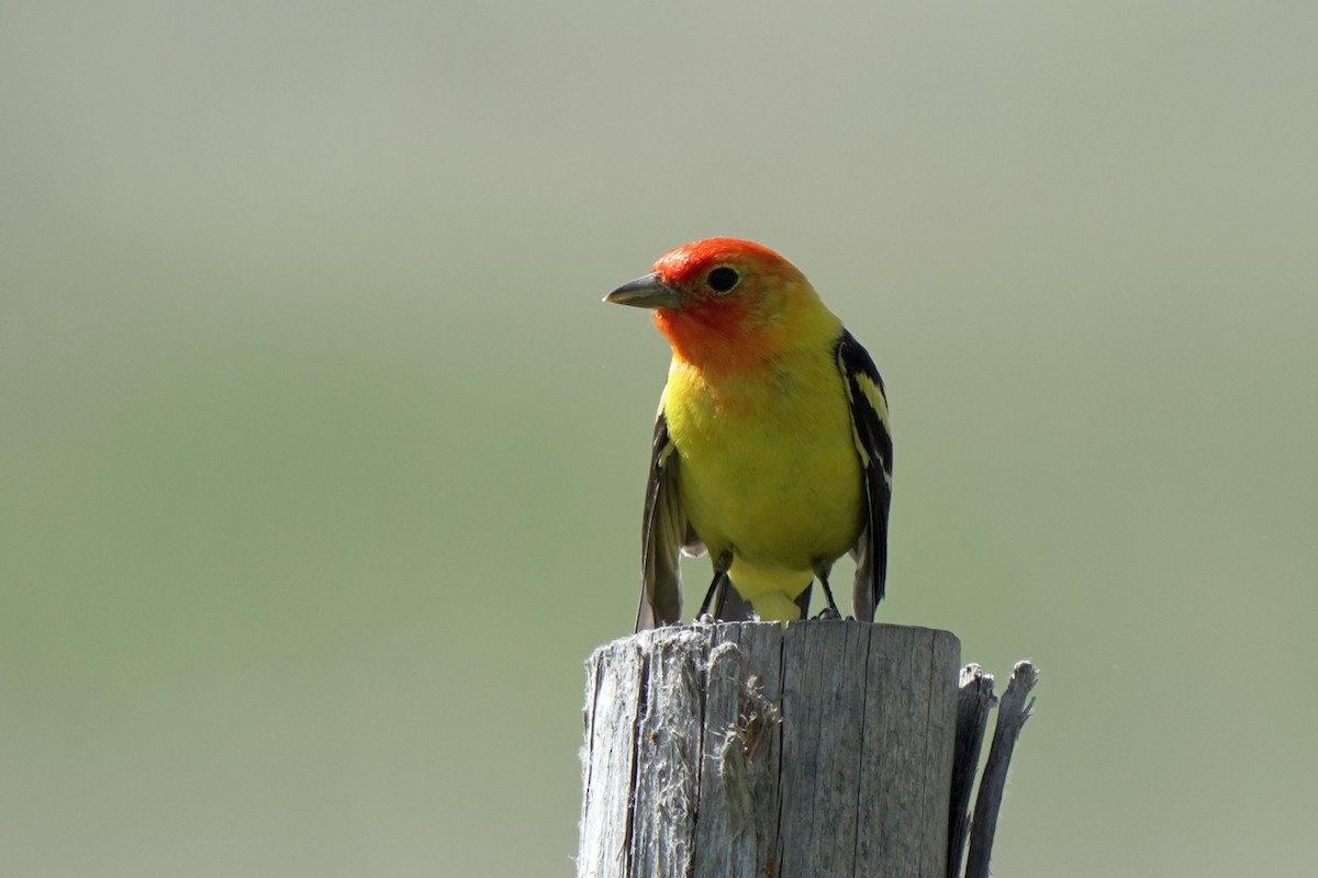 Western Tanager - ML619356930