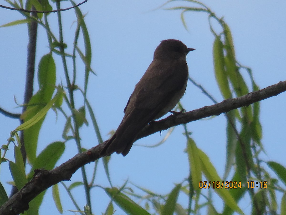 Northern Rough-winged Swallow - ML619356934