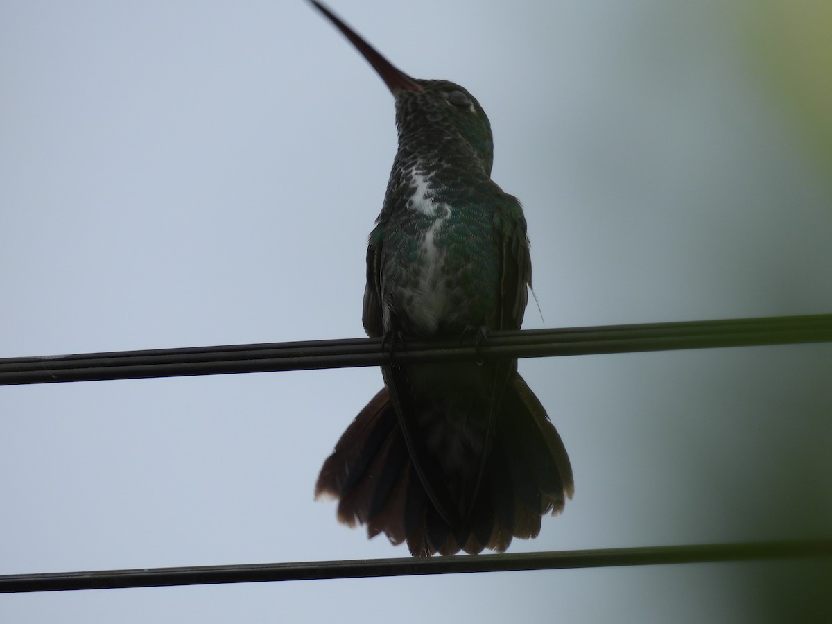 kolibřík zrcadlový - ML619356962