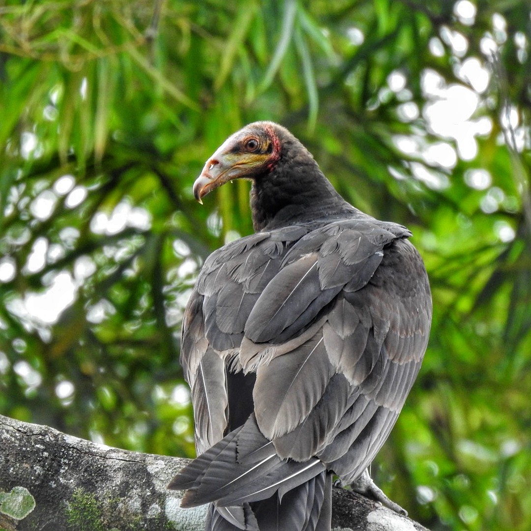 Lesser Yellow-headed Vulture - ML619357025