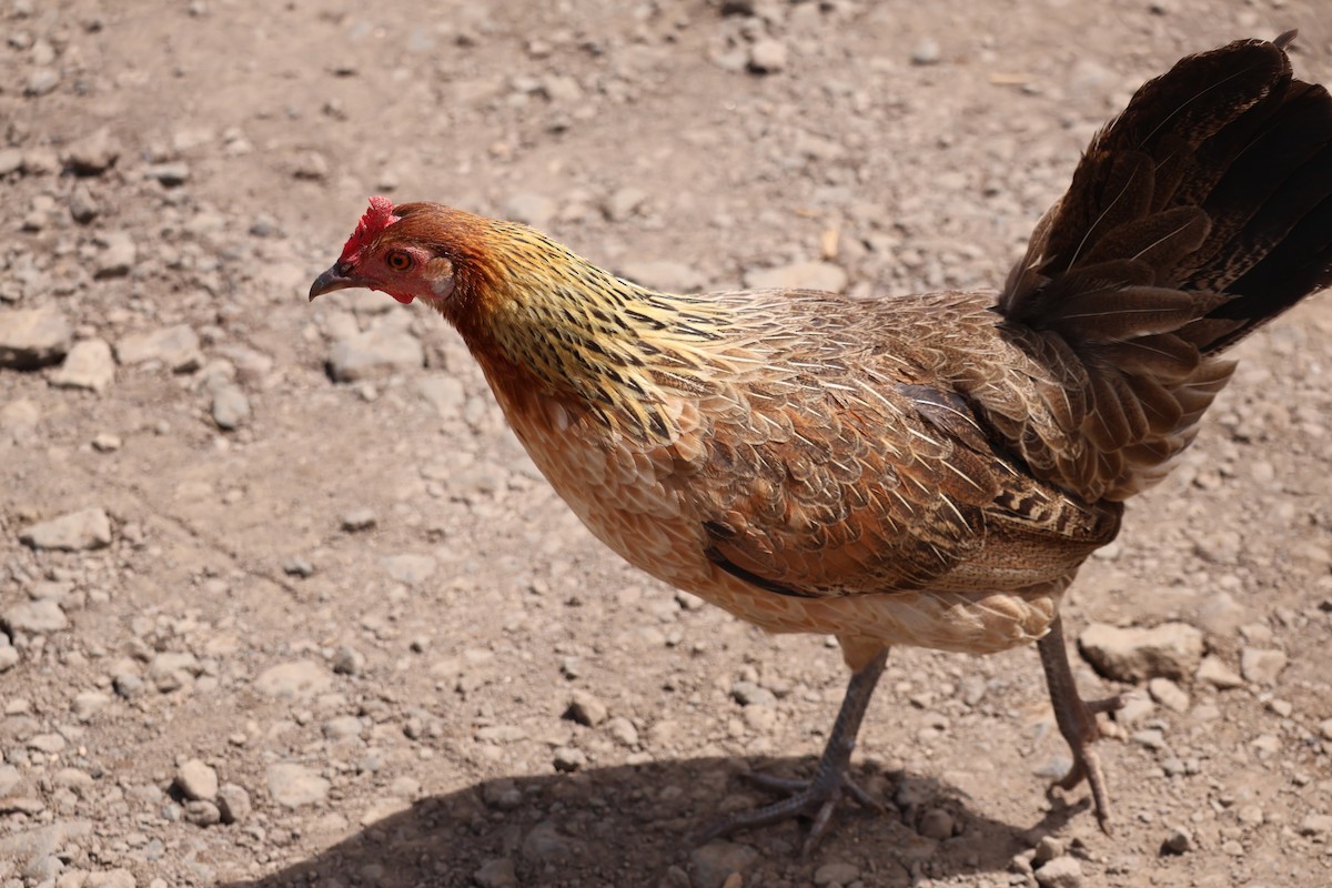 תרנגול בר (מבוית) - ML619357044