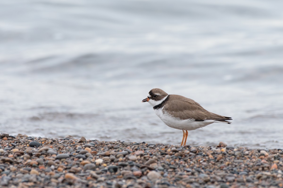 Semipalmated Plover - ML619357052