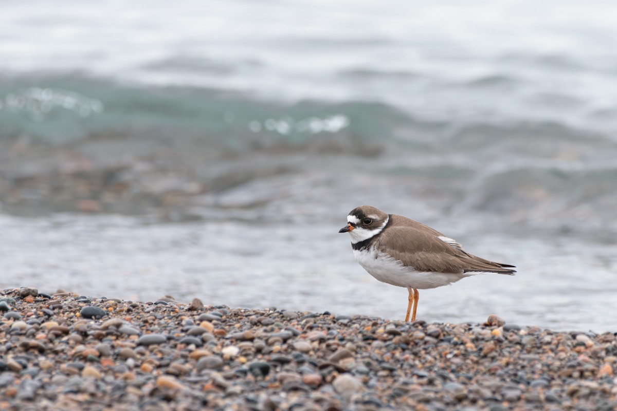 Semipalmated Plover - ML619357053