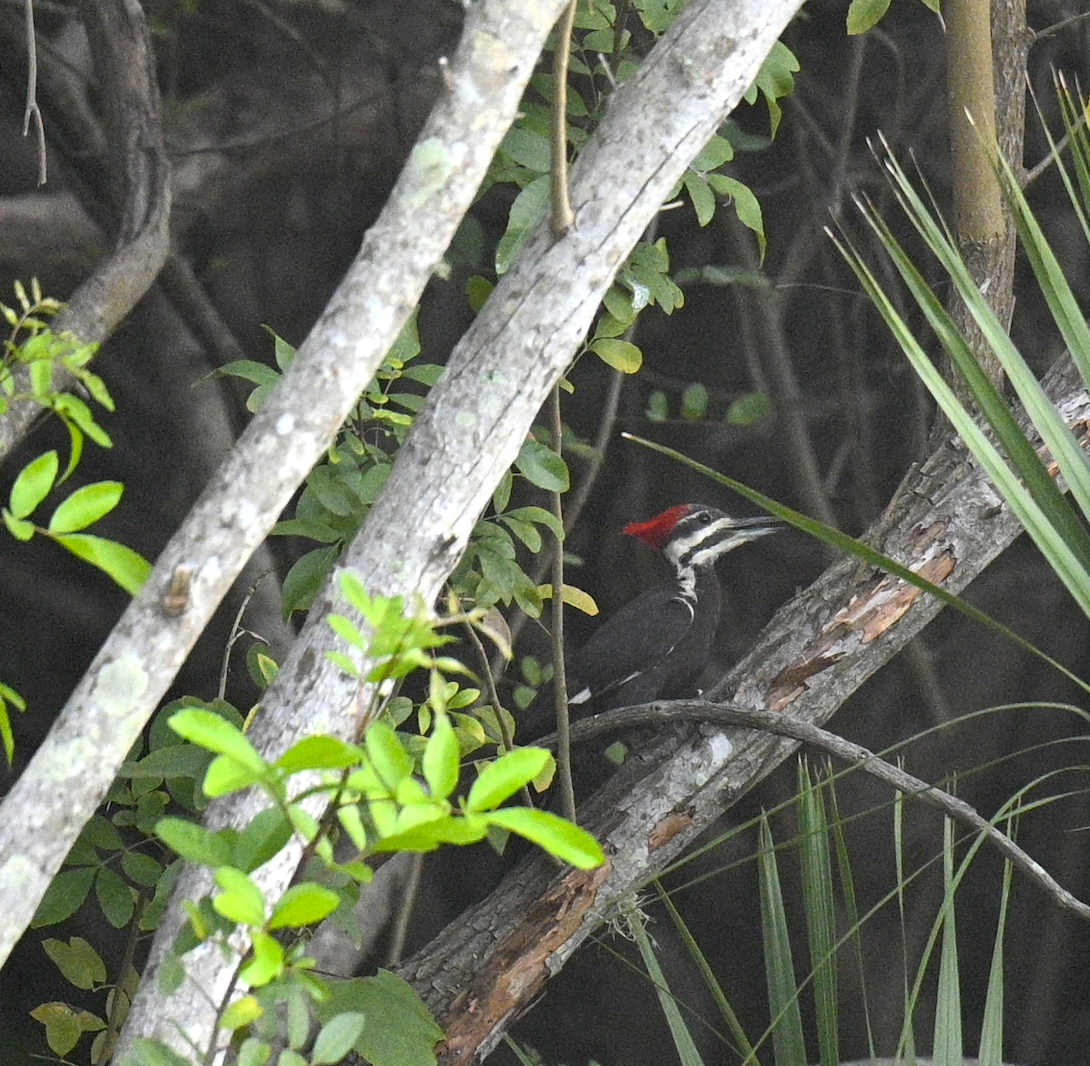 Pileated Woodpecker - ML619357061