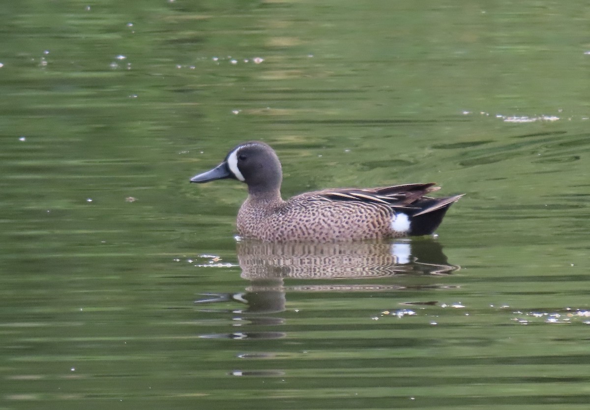 Blue-winged Teal - ML619357085