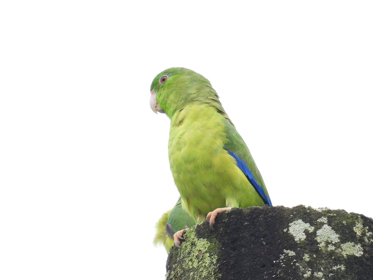 Mavi Kanatlı Serçe Papağanı - ML619357086