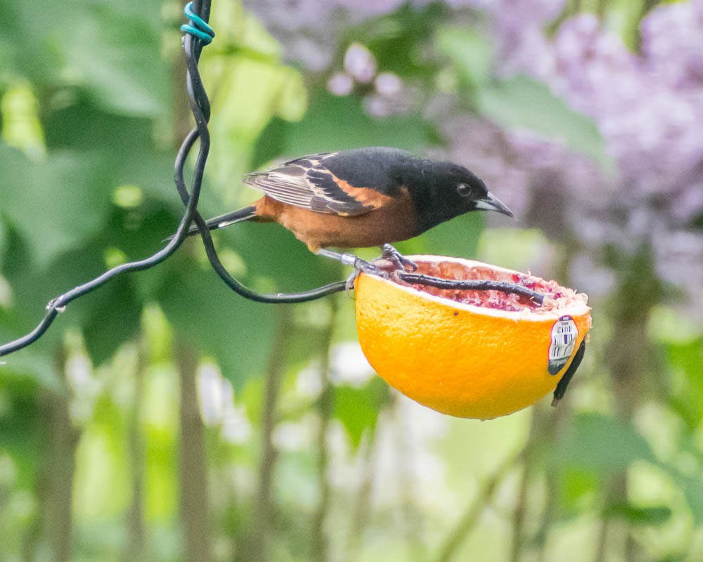 Orchard Oriole - ML619357088