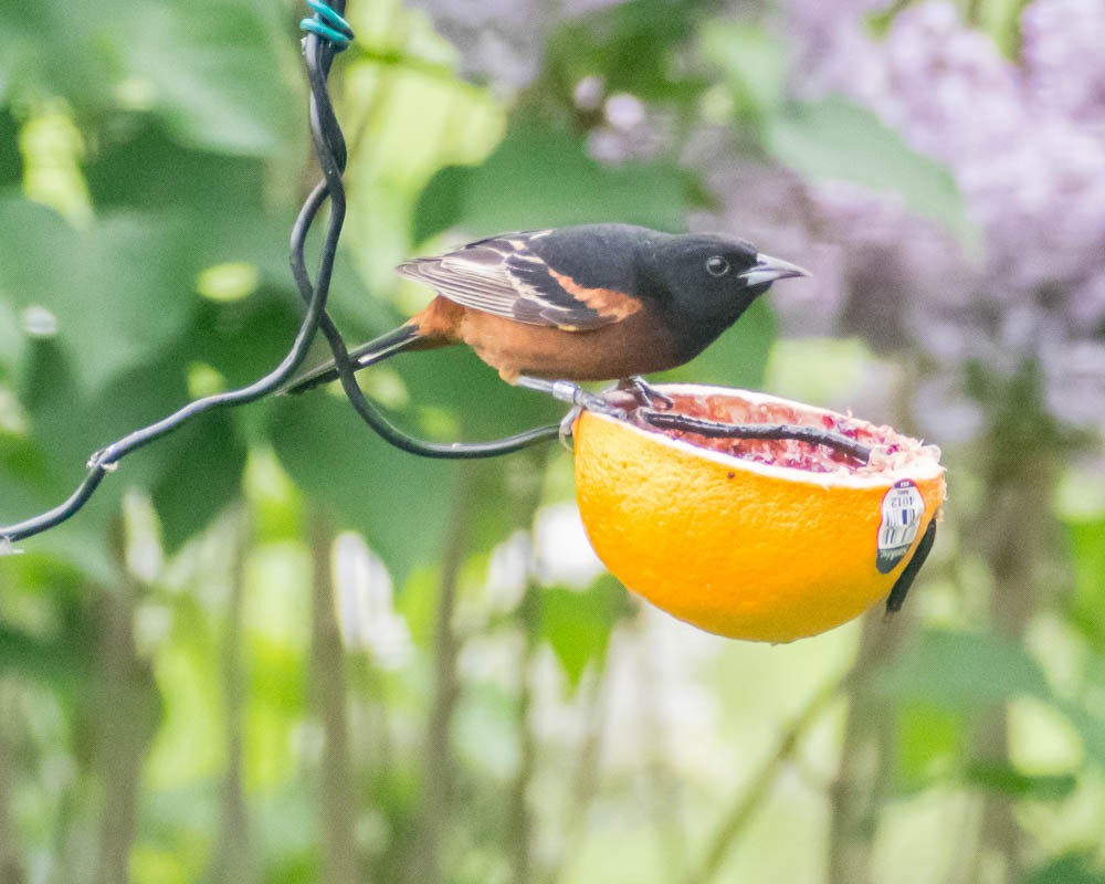 Orchard Oriole - ML619357089
