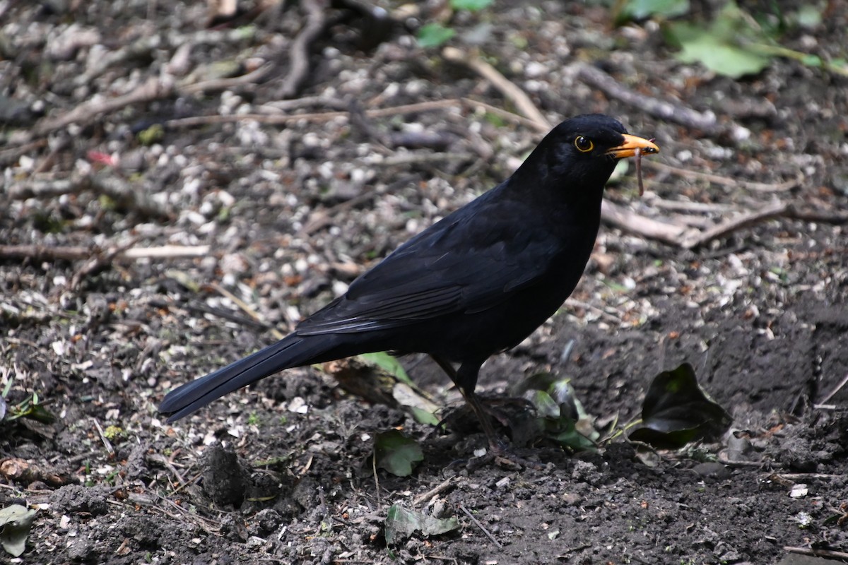 Eurasian Blackbird - ML619357093