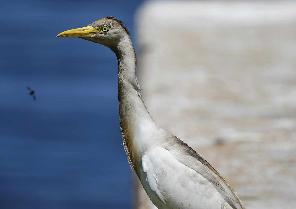 Чапля єгипетська (підвид ibis) - ML619357098