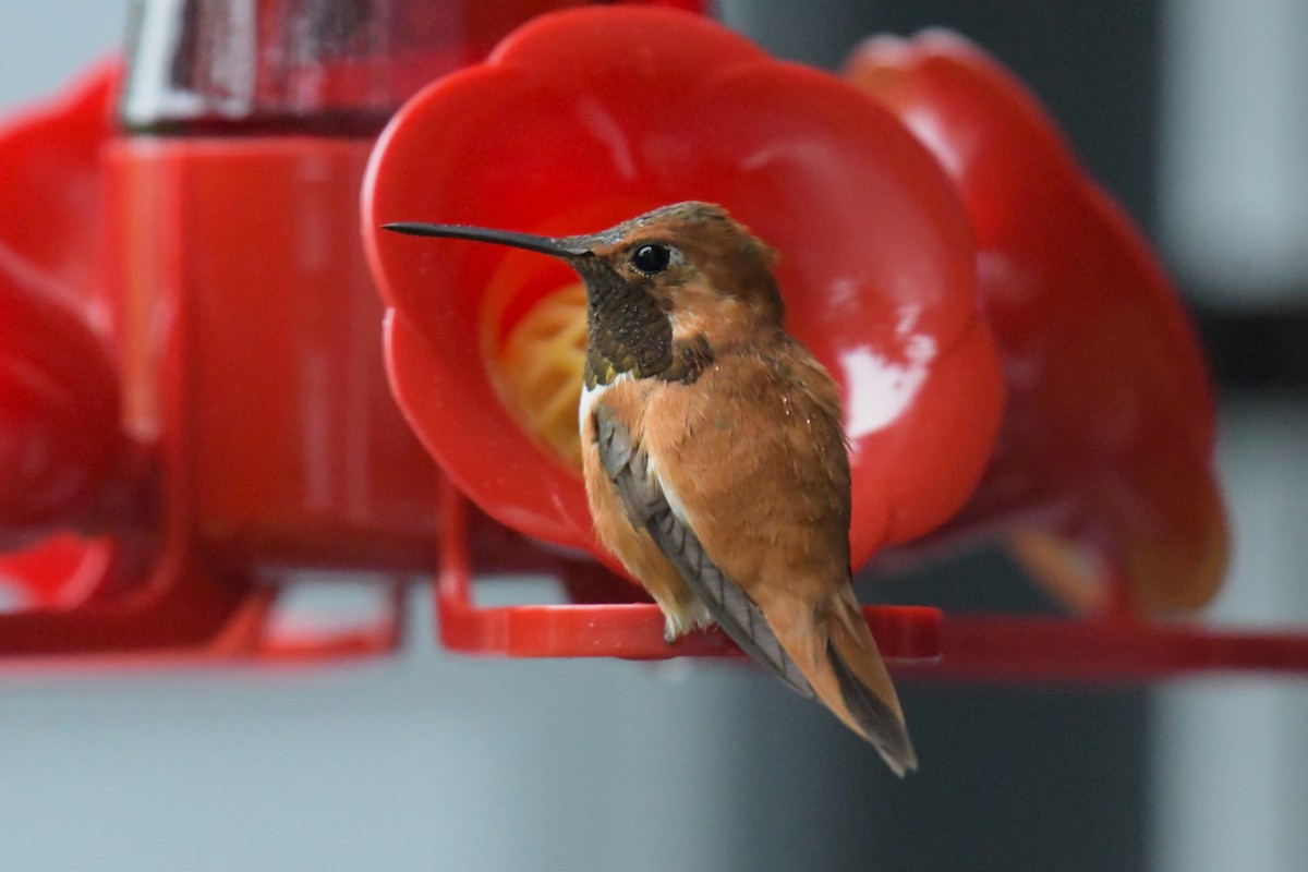 Rufous Hummingbird - ML619357194