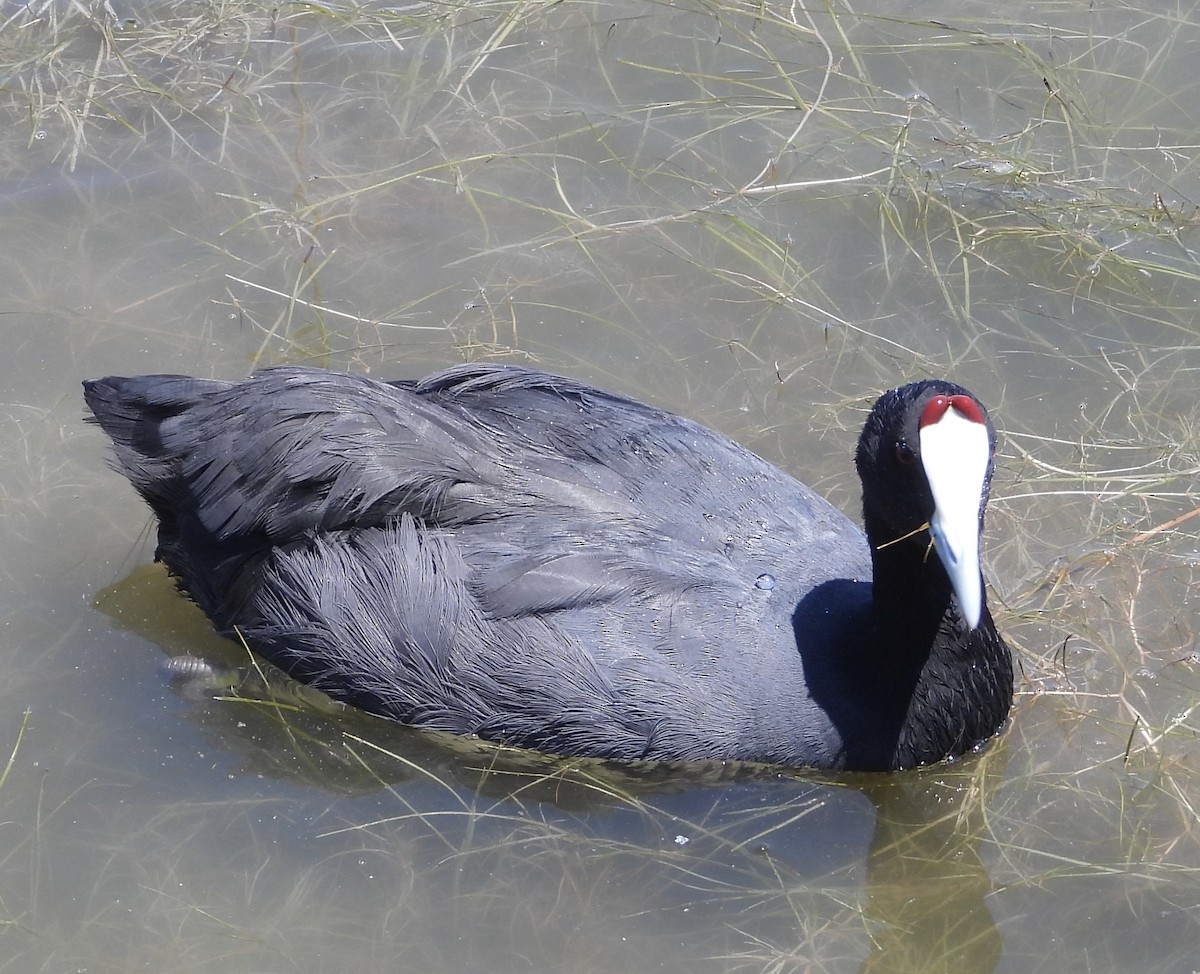 Red-knobbed Coot - ML619357205
