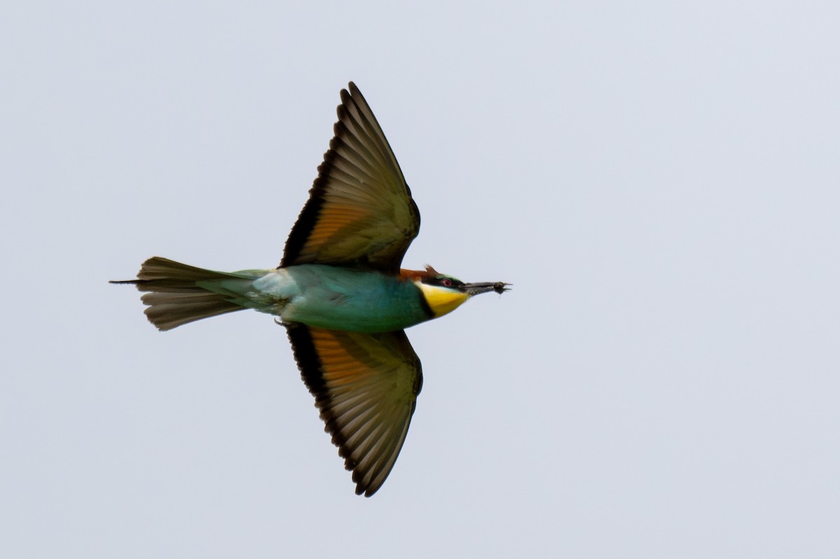 European Bee-eater - ML619357238