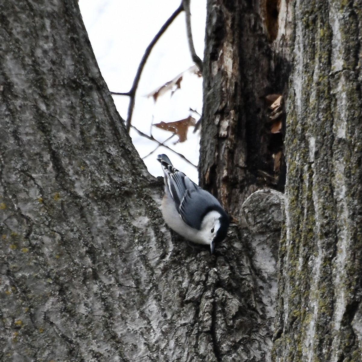 White-breasted Nuthatch - ML619357308
