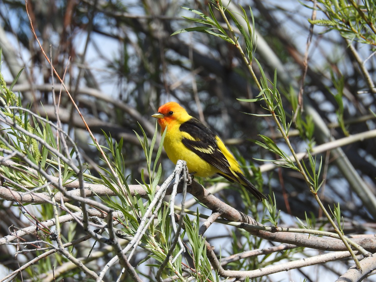 Western Tanager - ML619357312