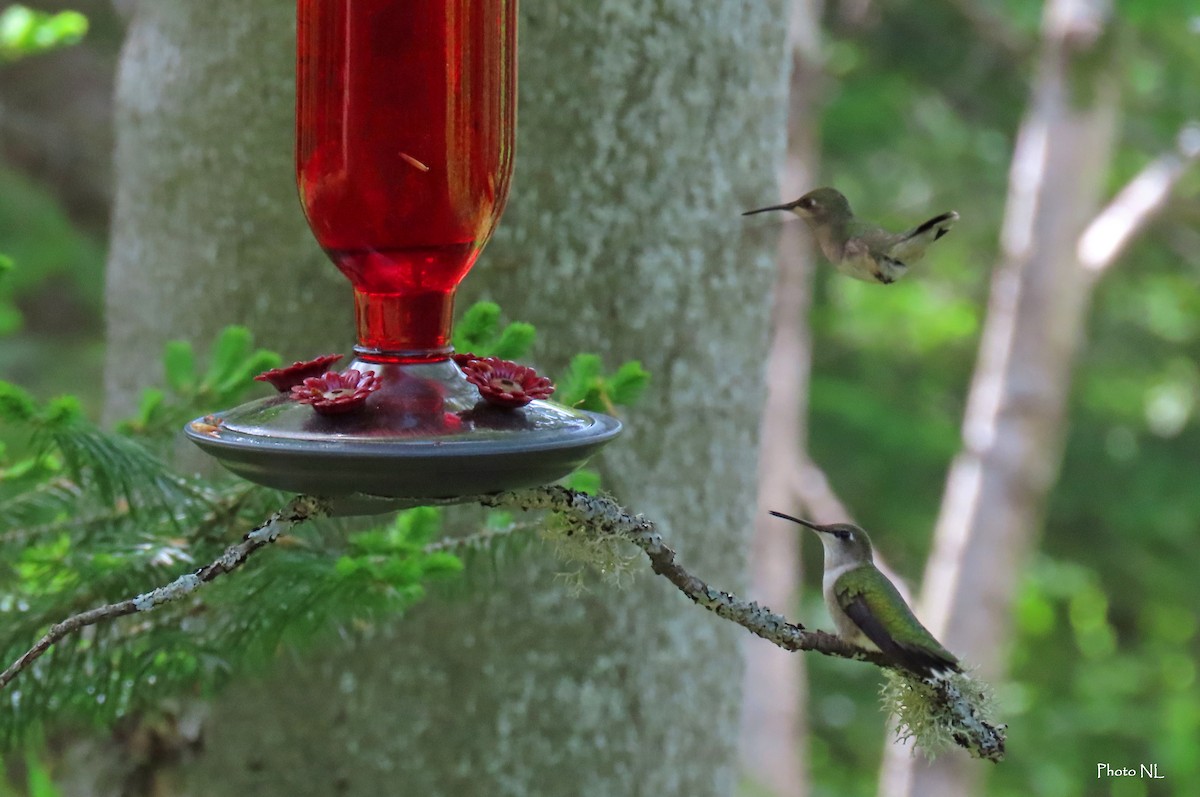 Ruby-throated Hummingbird - ML619357348