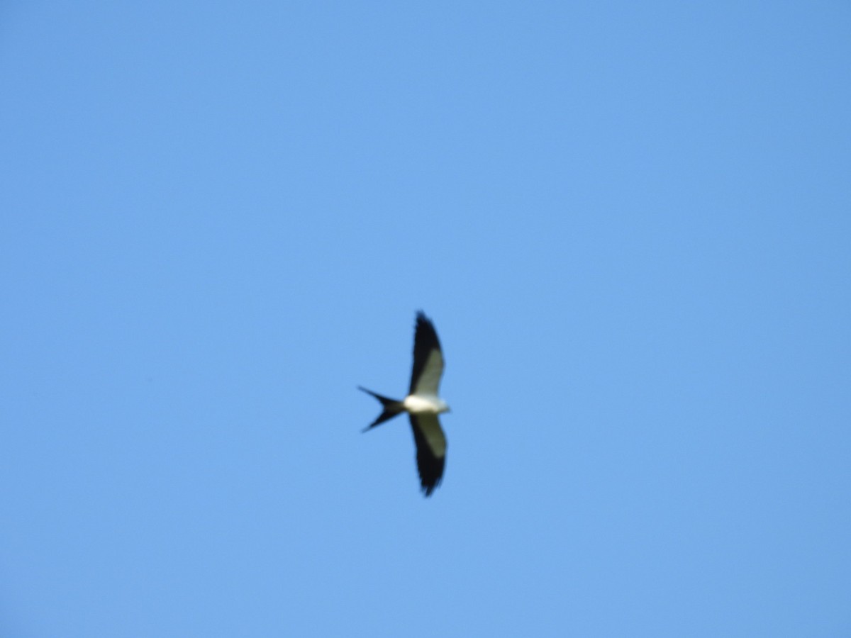 Swallow-tailed Kite - ML619357351