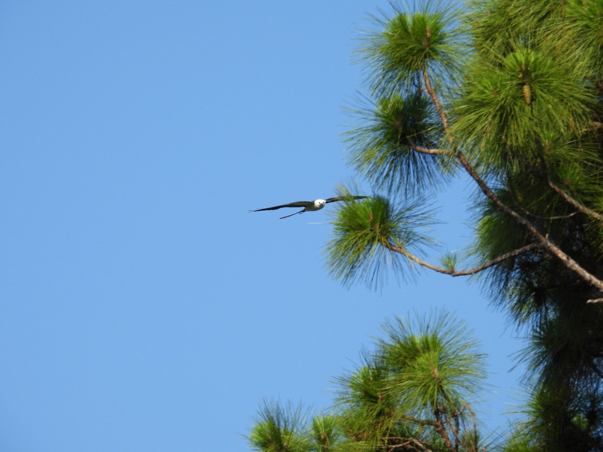 Swallow-tailed Kite - ML619357352