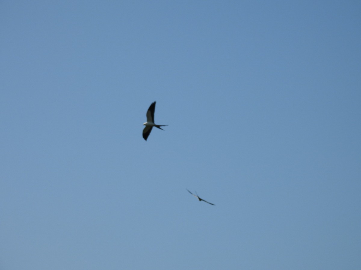 Swallow-tailed Kite - ML619357353