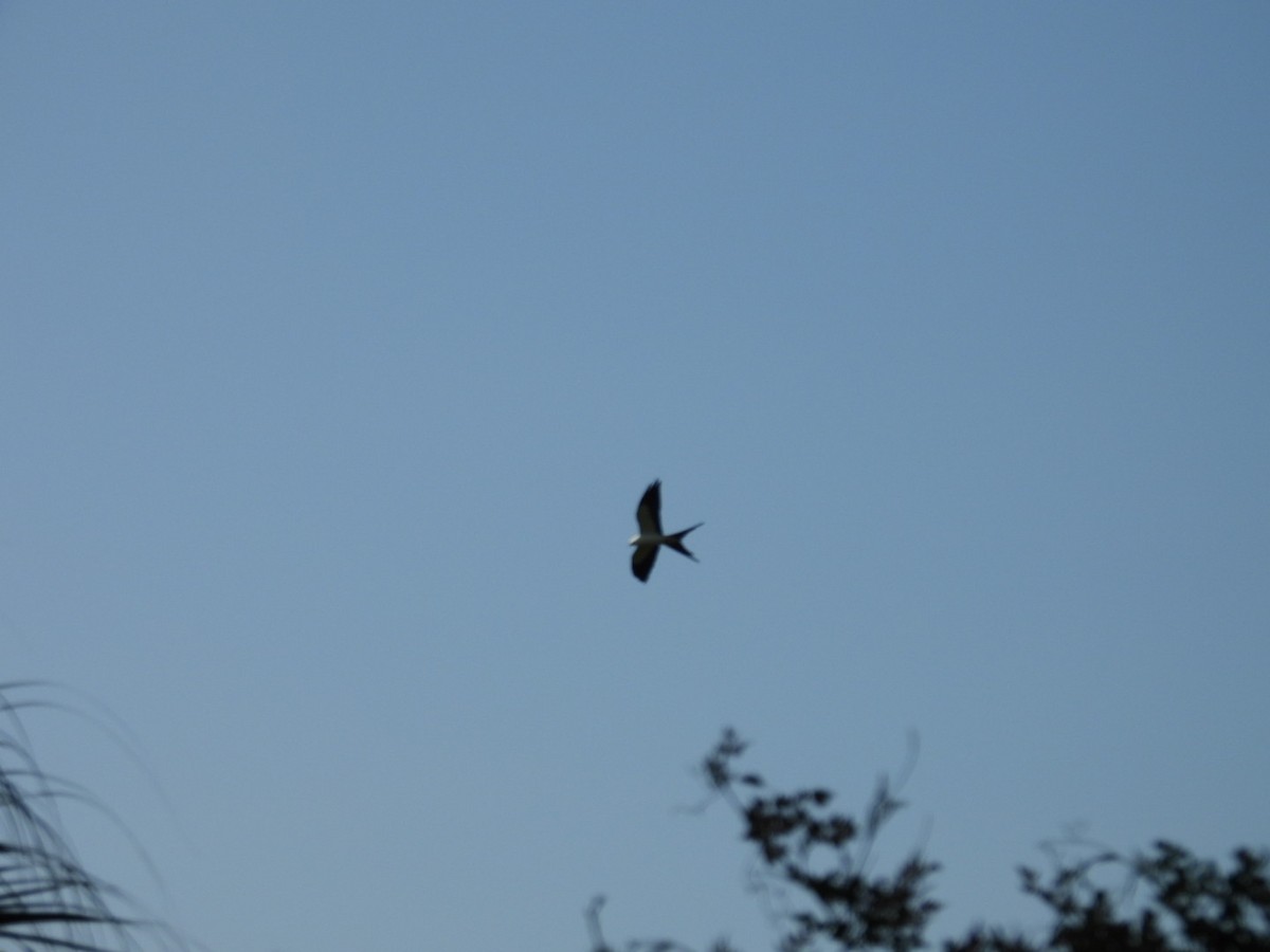 Swallow-tailed Kite - ML619357354