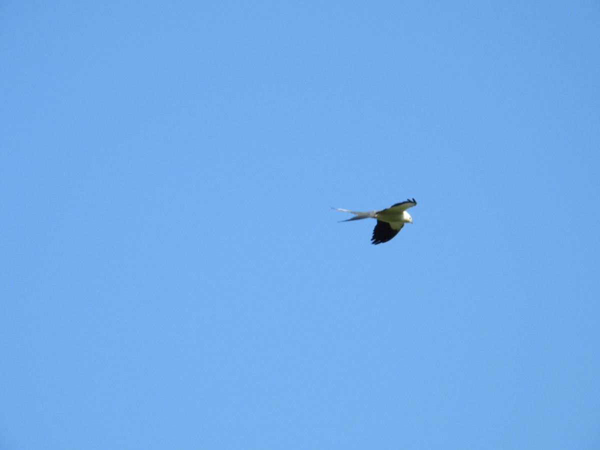 Swallow-tailed Kite - ML619357357