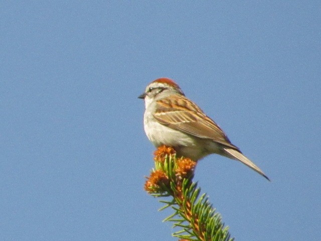 Chipping Sparrow - ML619357361