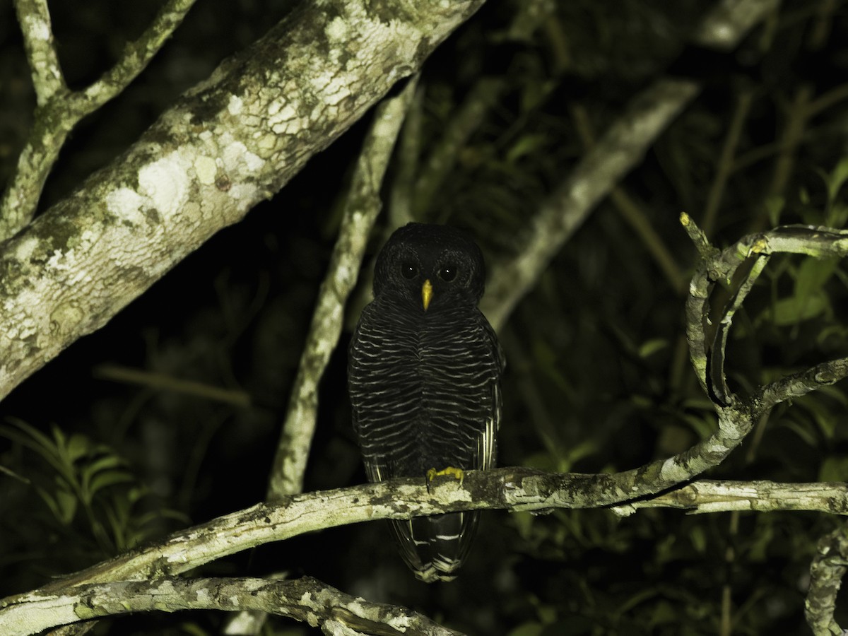 Black-banded Owl - ML619357382
