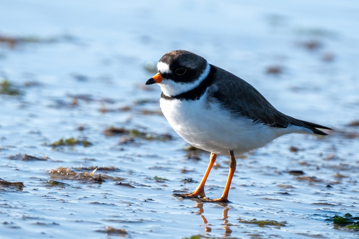 Semipalmated Plover - ML619357426