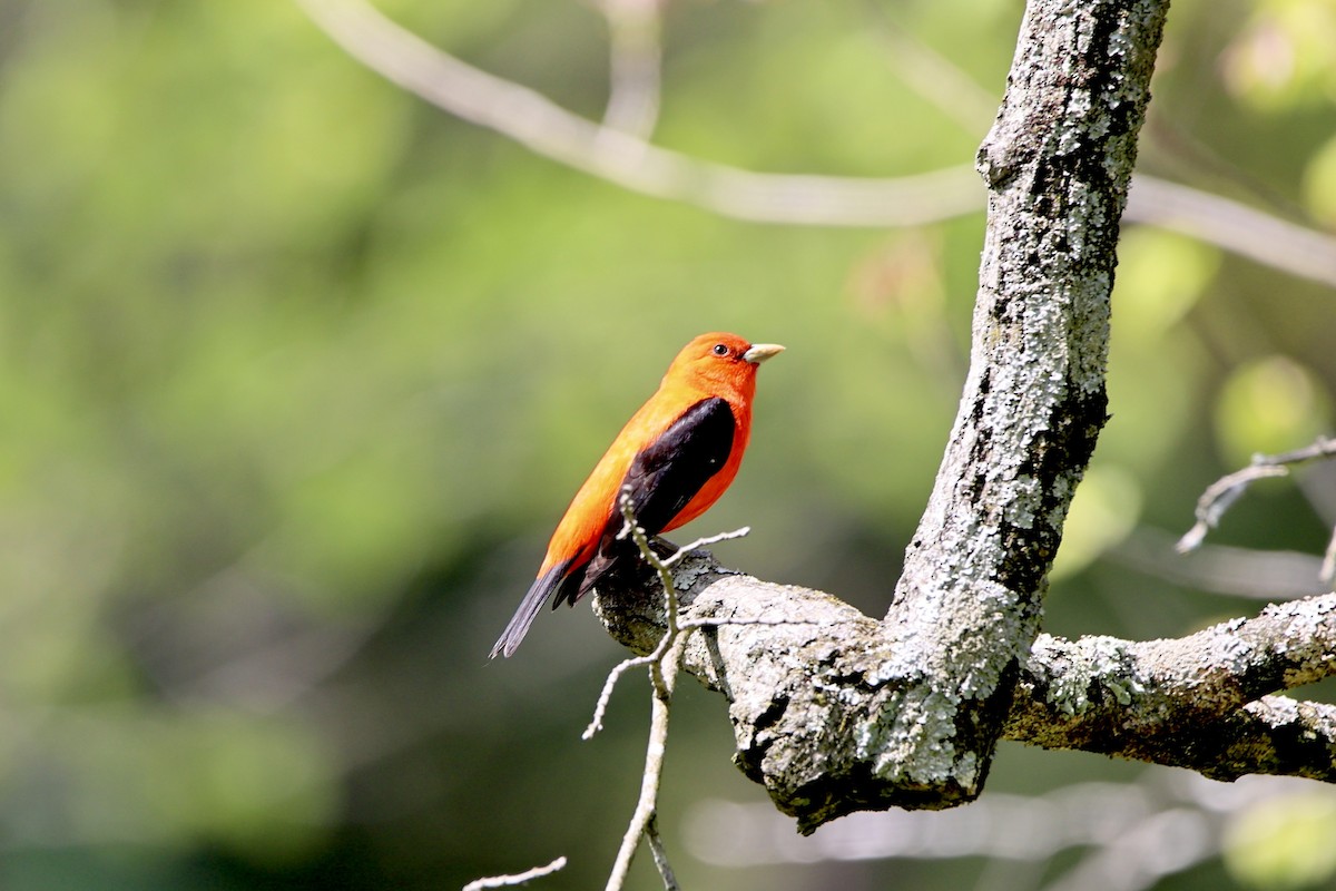 Scarlet Tanager - ML619357427