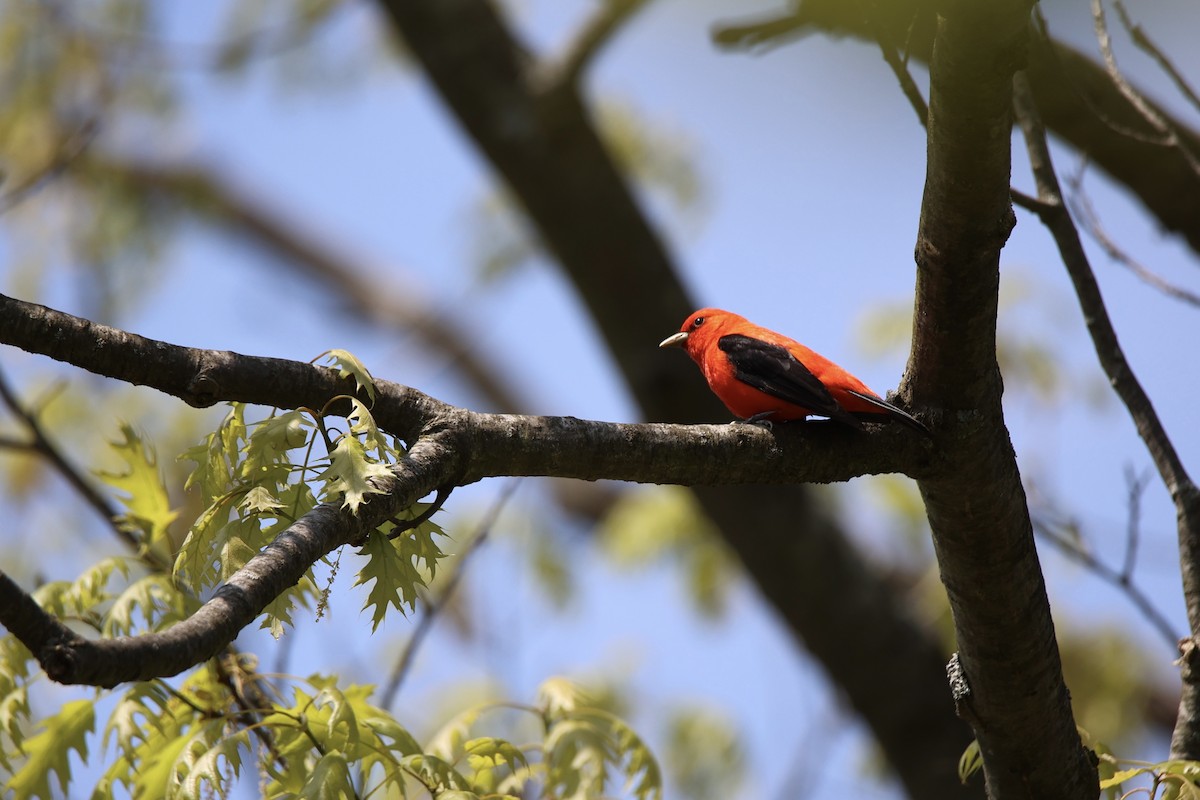 Scarlet Tanager - ML619357428