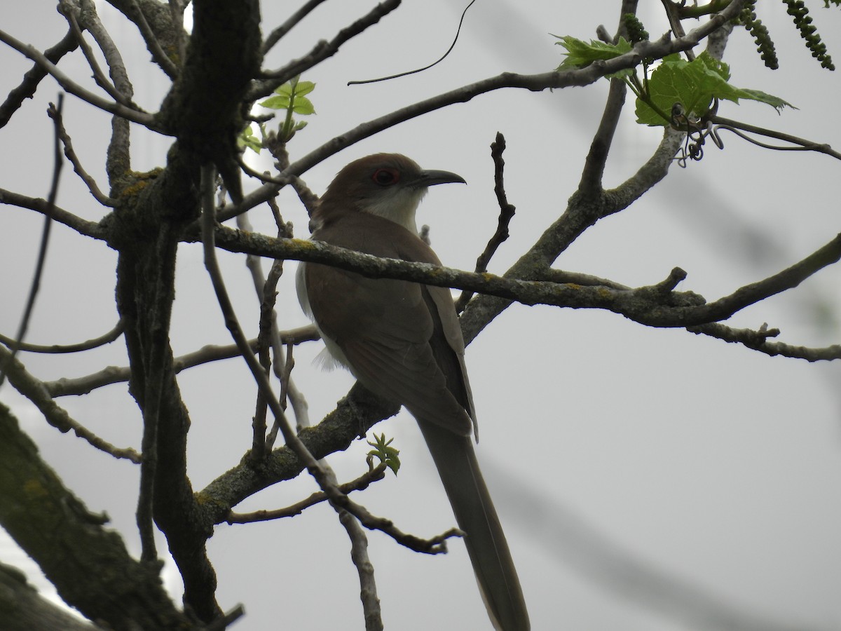 eBird Checklist - 19 May 2024 - Miesville Ravine Park Reserve - 40 ...