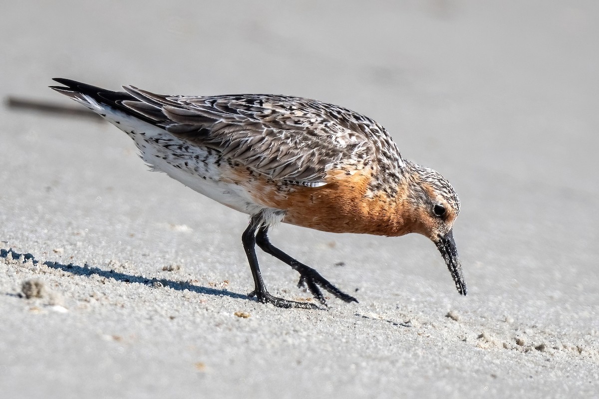 Red Knot - ML619357515