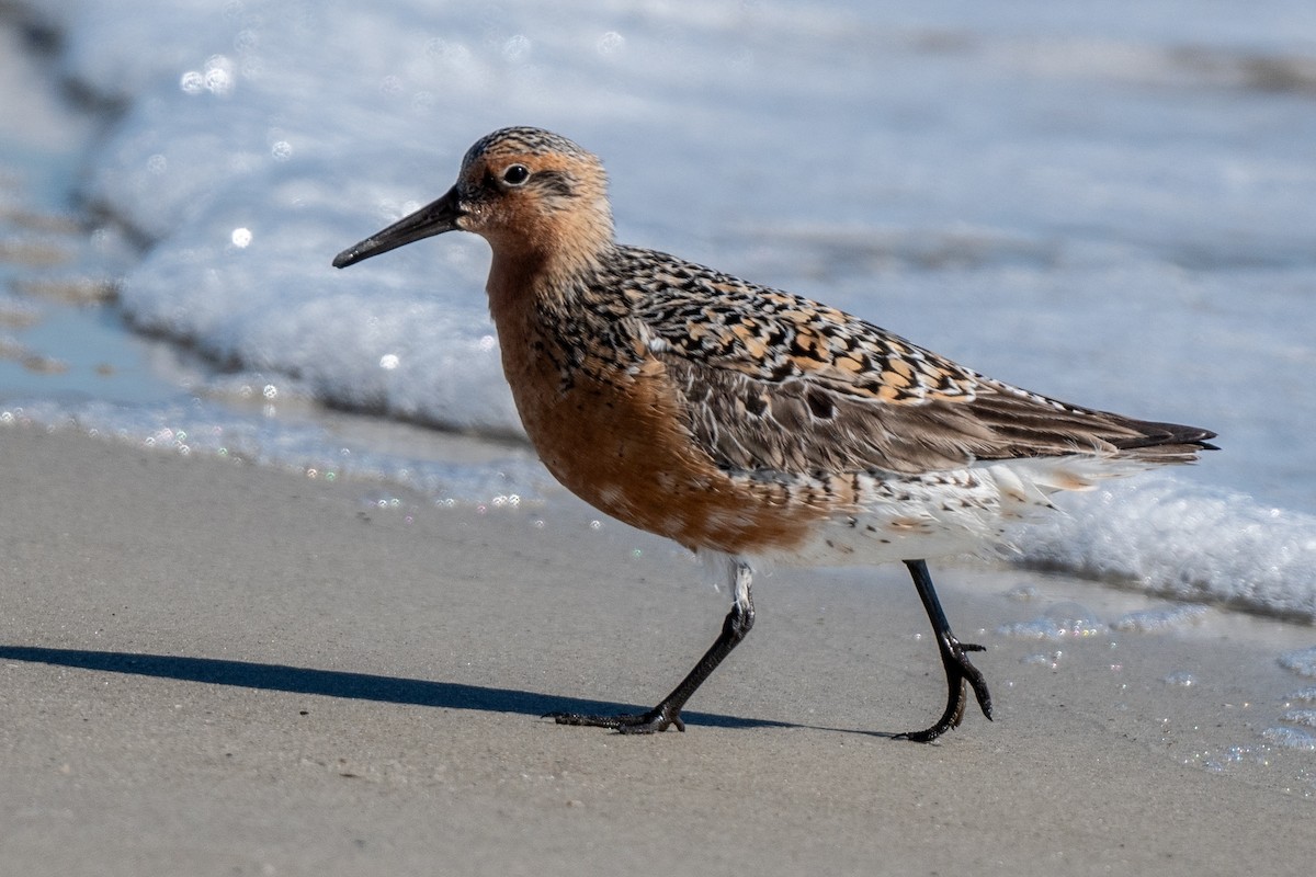 Red Knot - ML619357523