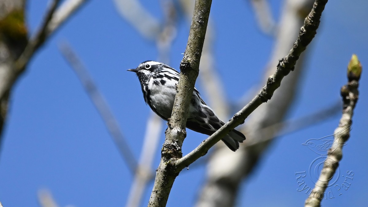 Black-and-white Warbler - ML619357549