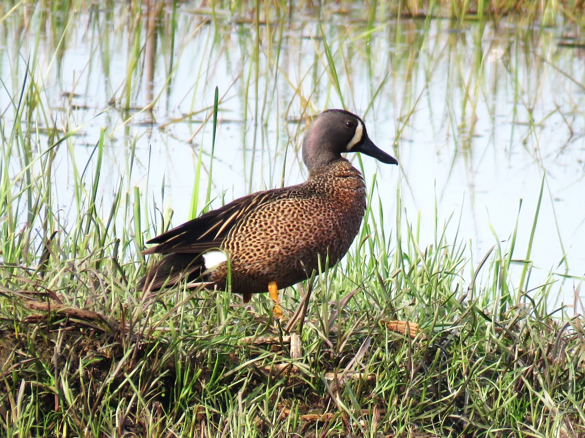 Blue-winged Teal - ML619357612