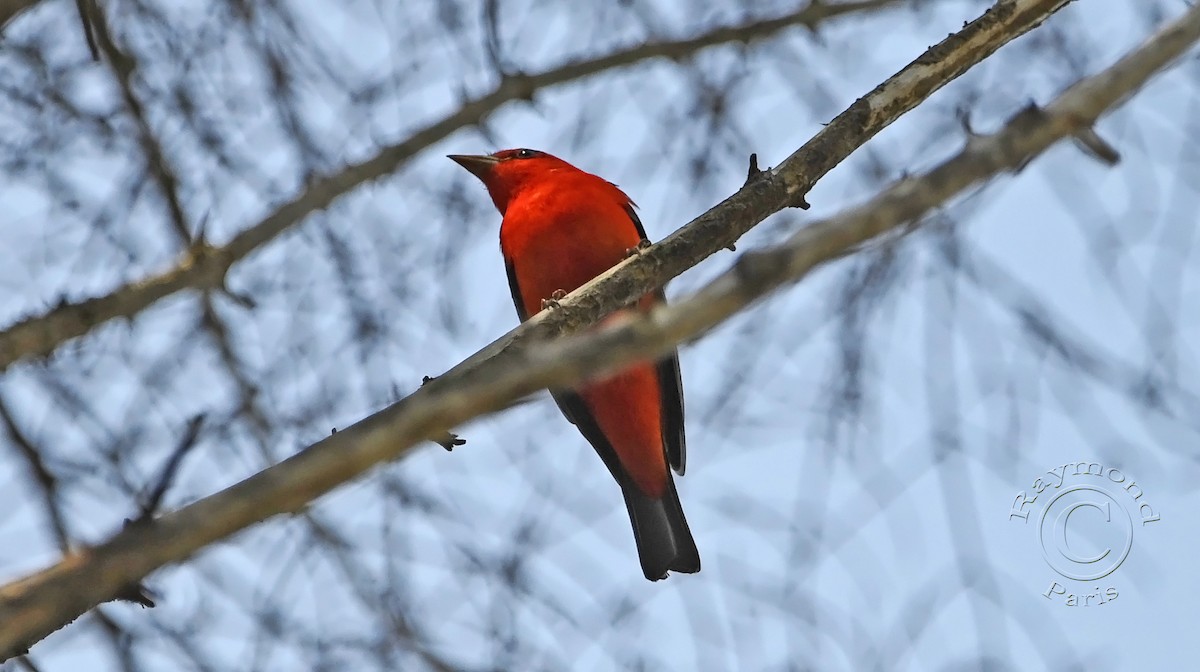 Scarlet Tanager - ML619357618