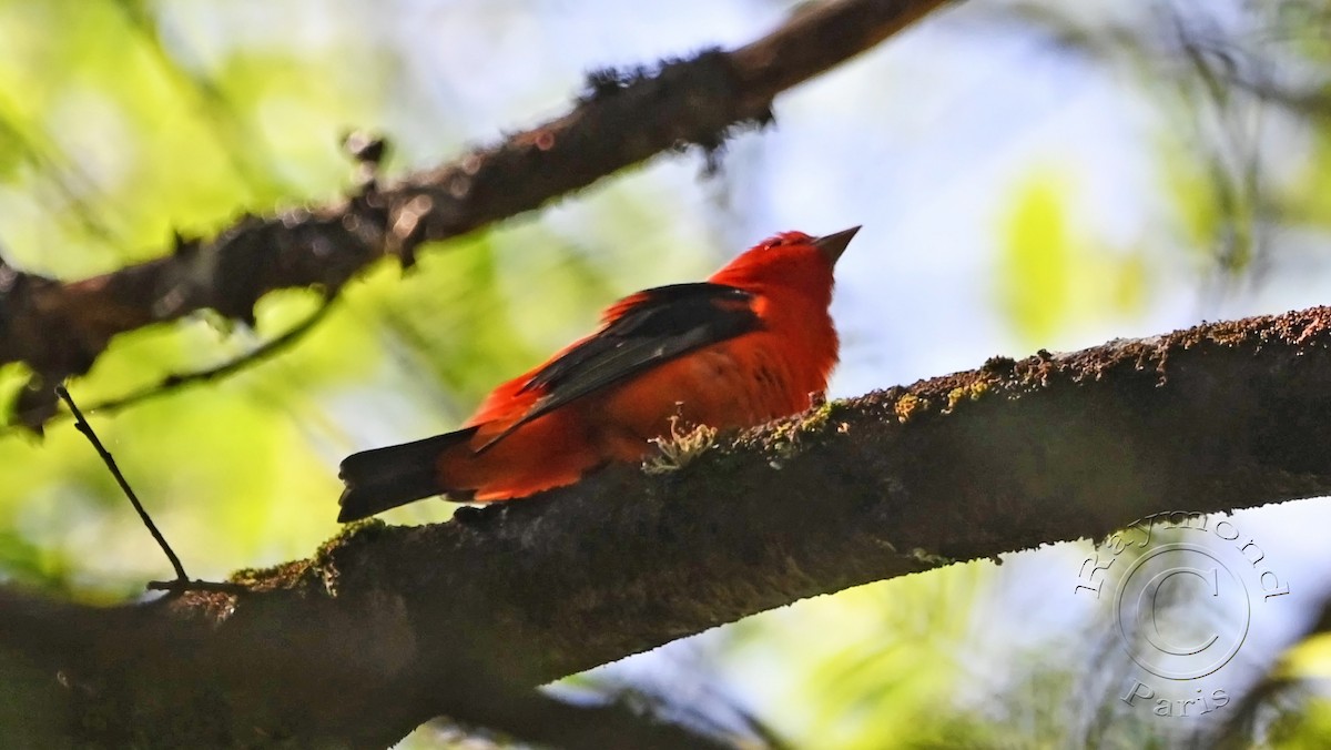 Scarlet Tanager - ML619357622