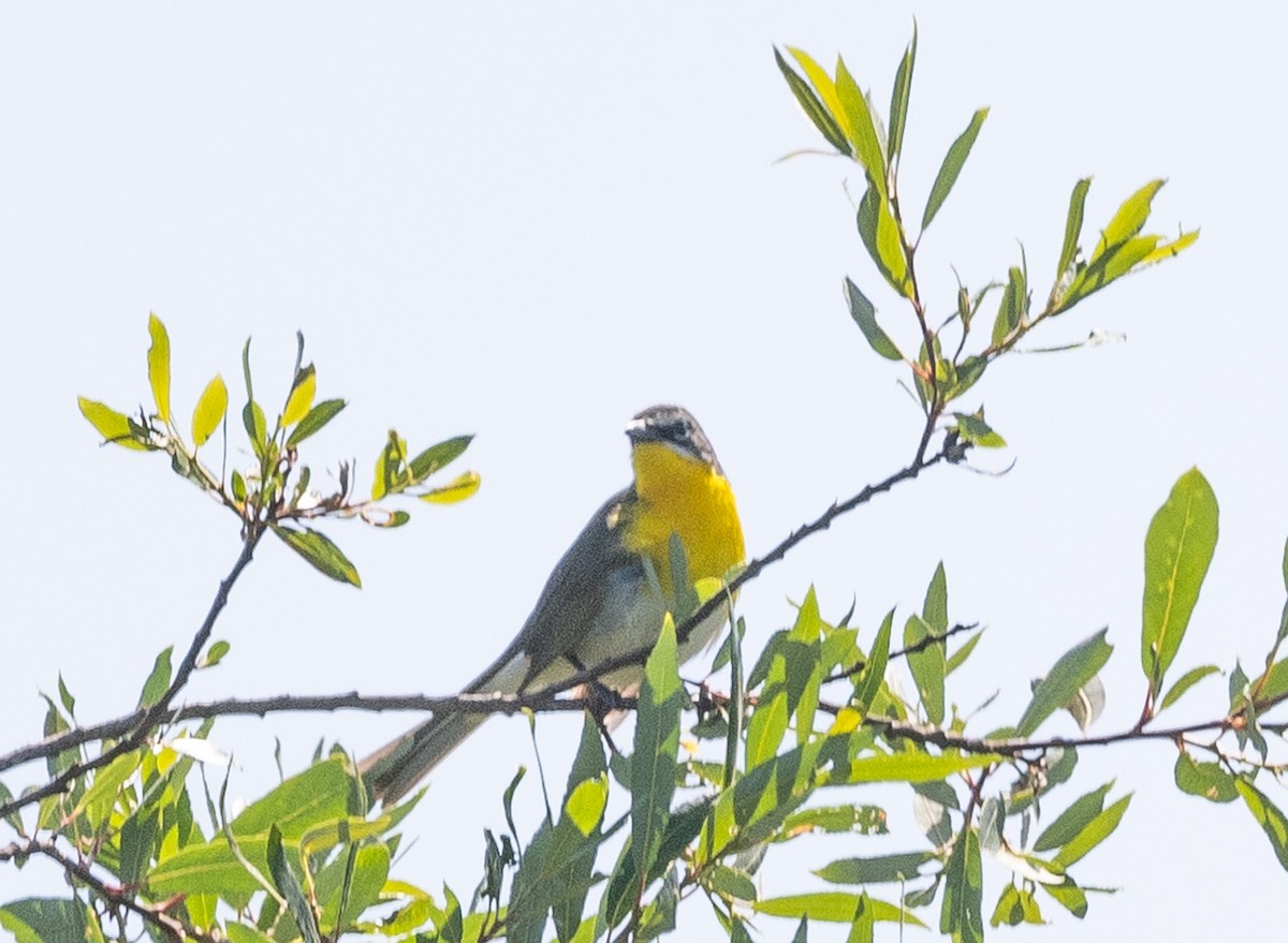 Yellow-breasted Chat - ML619357662