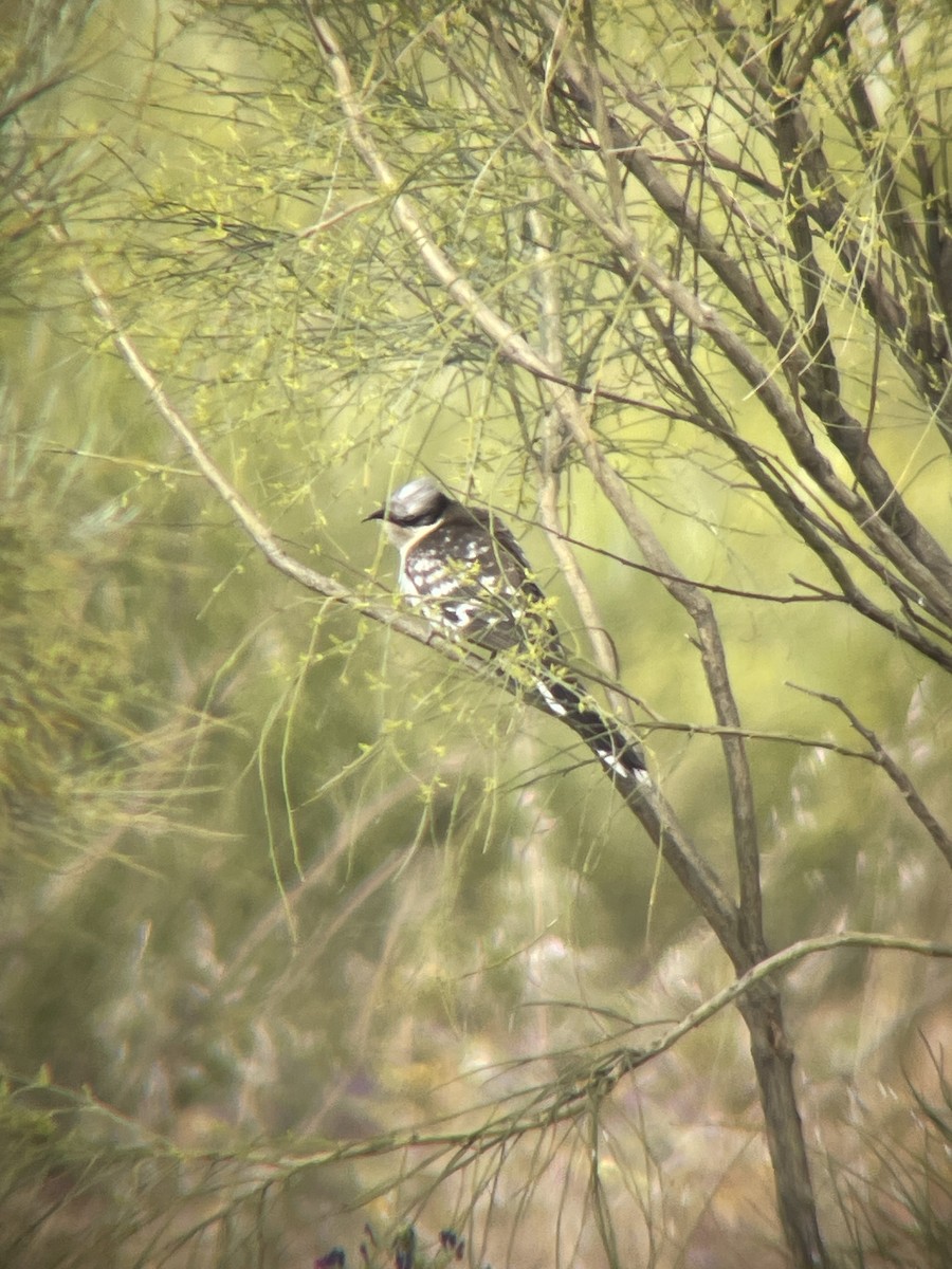 Great Spotted Cuckoo - ML619357669