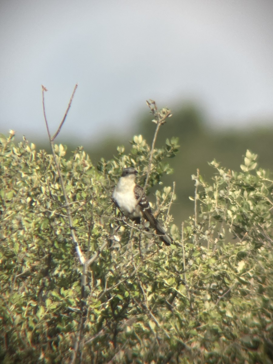 Great Spotted Cuckoo - ML619357671