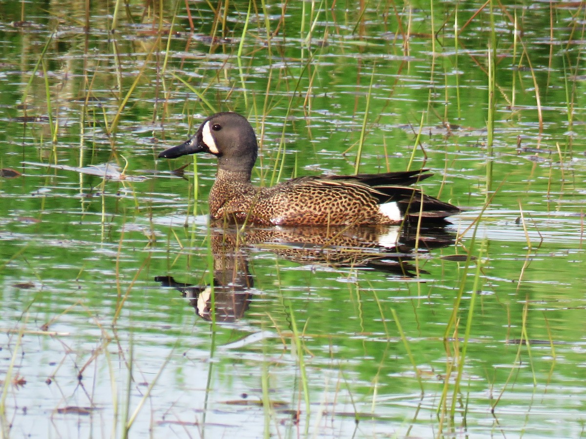 Blue-winged Teal - ML619357711