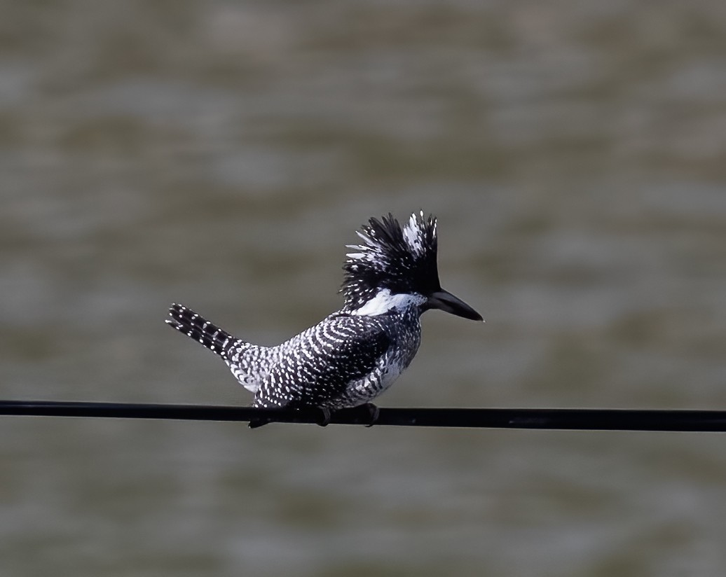 Crested Kingfisher - ML619357752