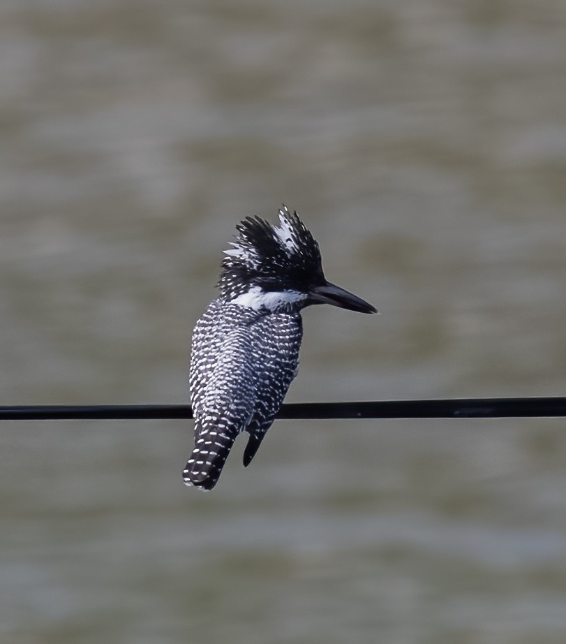 Crested Kingfisher - ML619357753