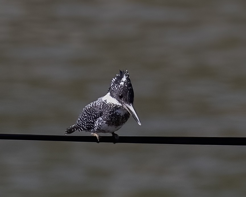 Crested Kingfisher - ML619357754