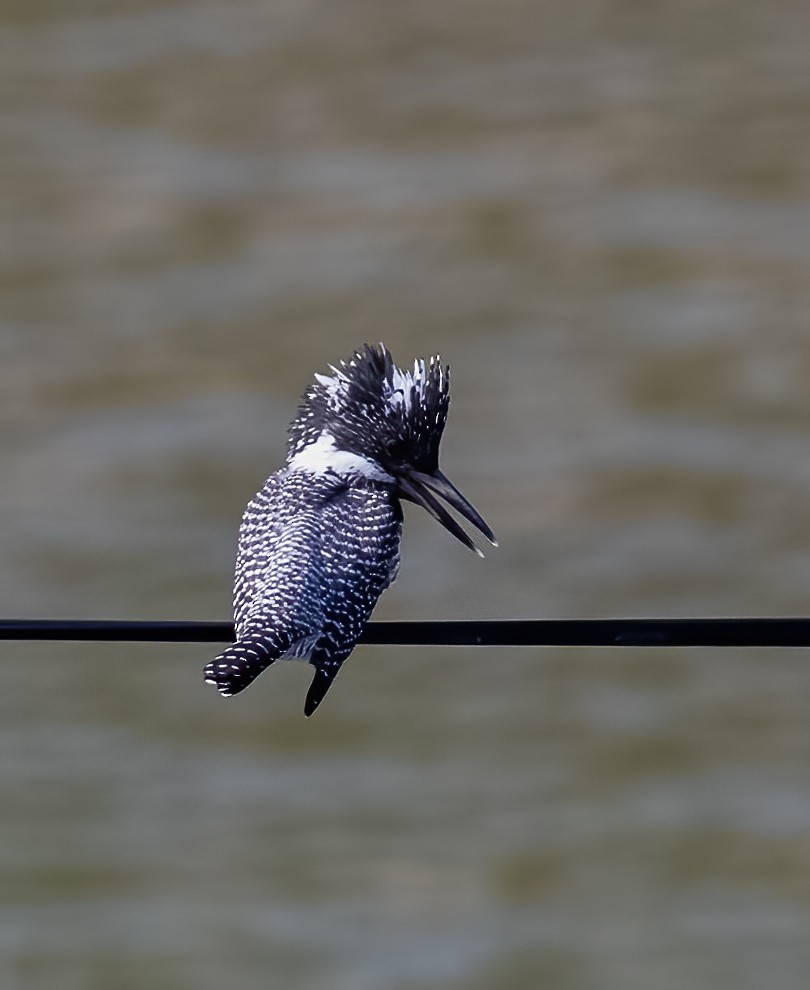 Crested Kingfisher - ML619357755
